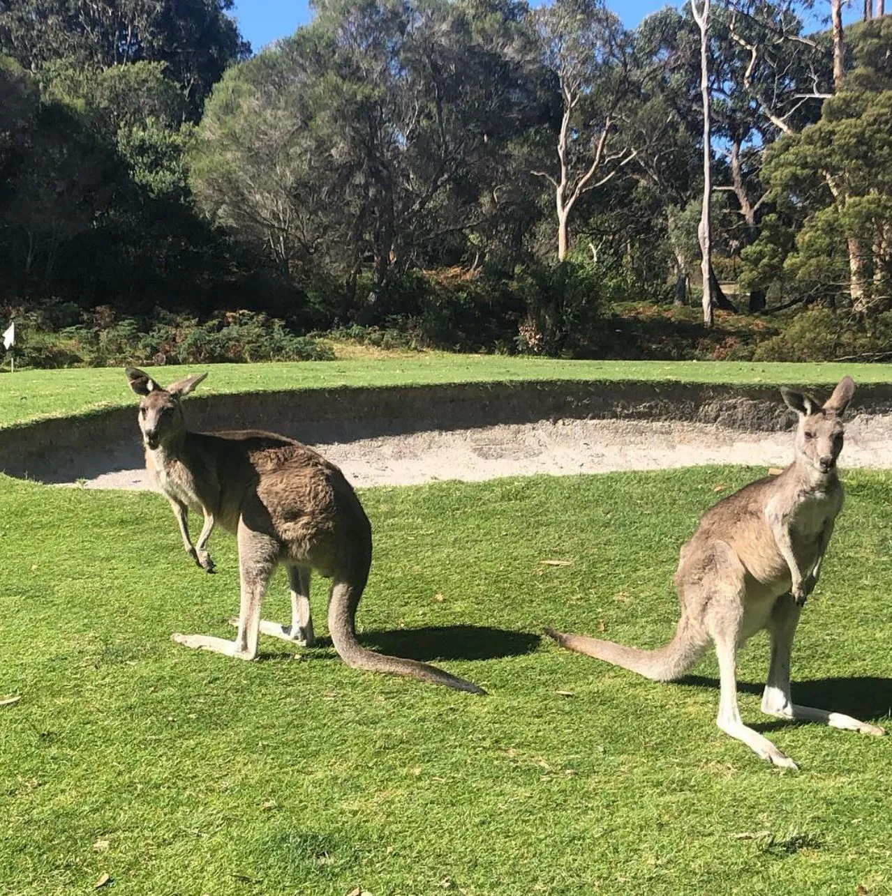 Anglesea Golf Club